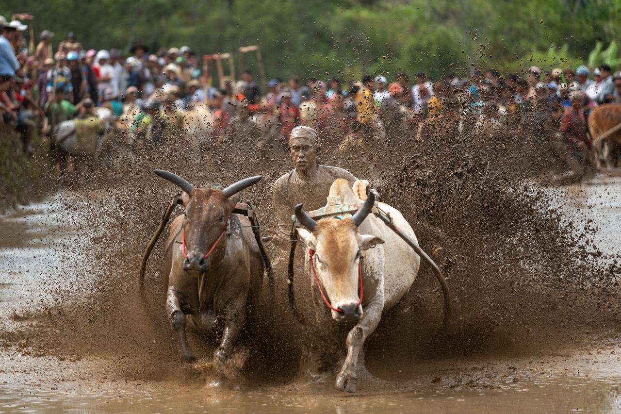 2-Day Pacu Jawi : Cultural & Action Photography