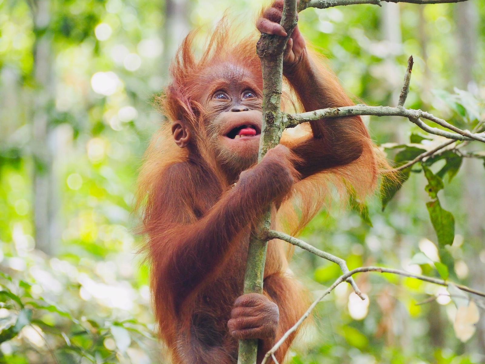 6-days-orangutan-trekking-and-lake-toba