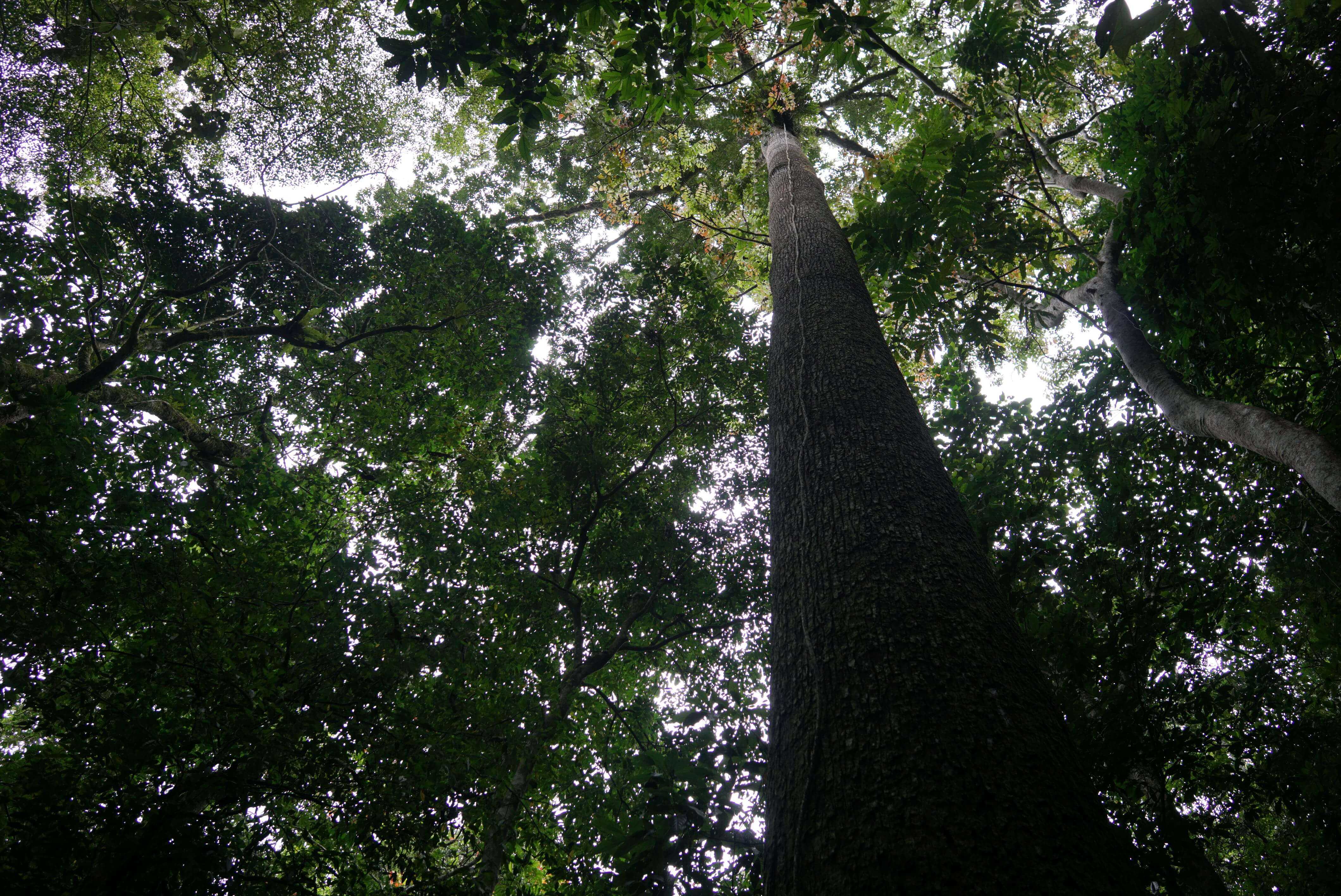 Cover Sumatra
